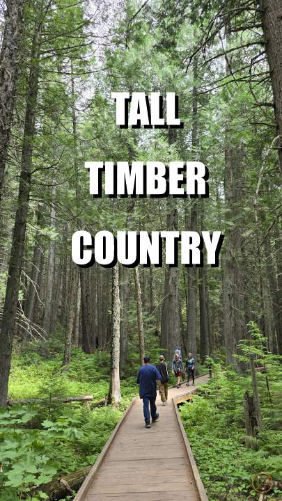 Tall Timber Country